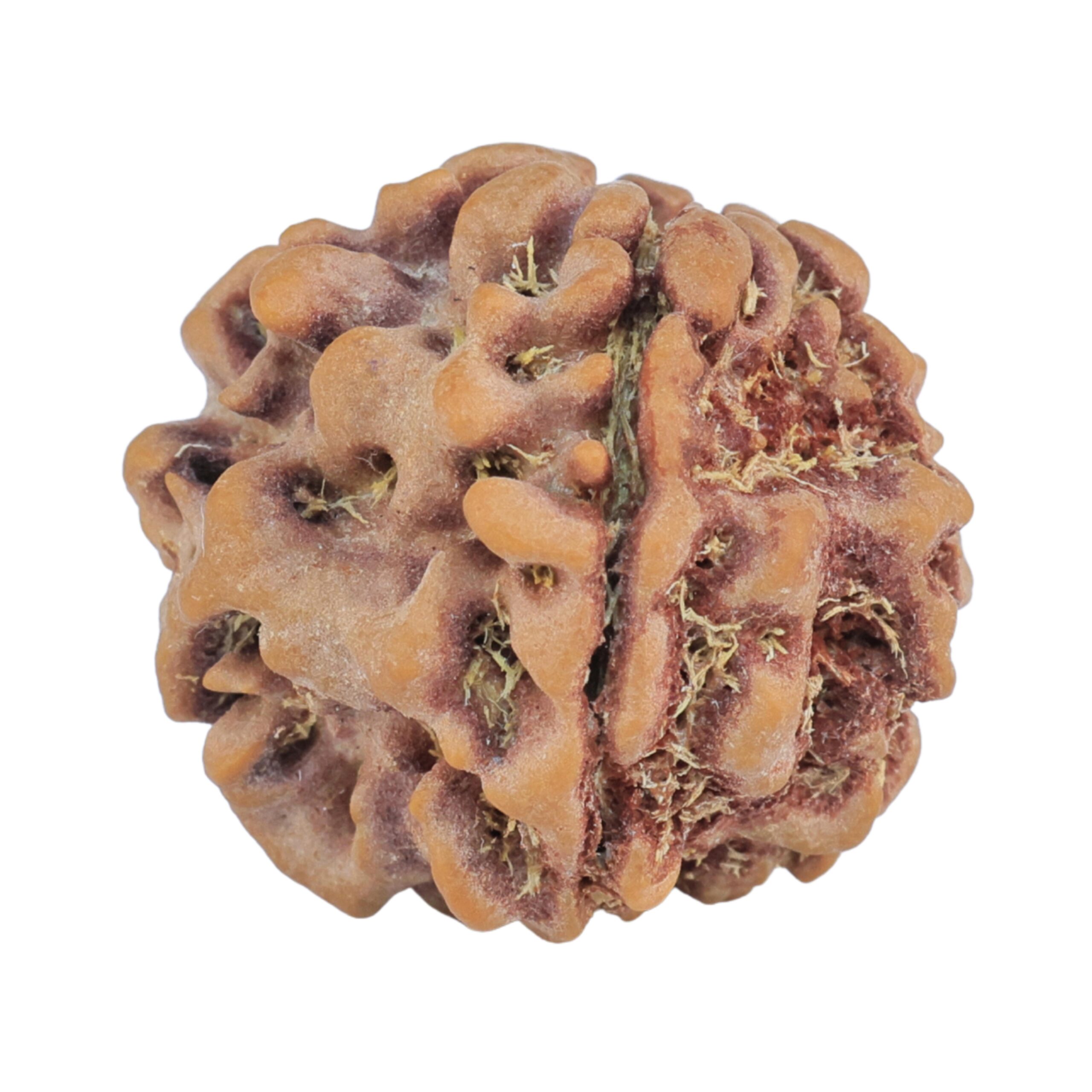 1MK(Underdeveloped) 22.3mm 3.68gm - Rudraksha