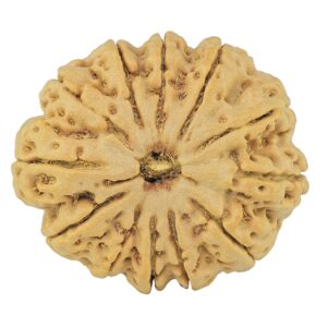 12 Mukhi Rudraksha 31.5mm 7gm - Rudraksha