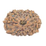 16 Mukhi Rudraksha 20.9mm 1.82gm - Rudraksha