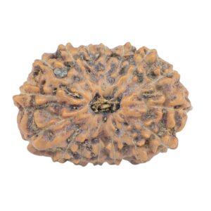 16 Mukhi Rudraksha 20.9mm 1.82gm - Rudraksha