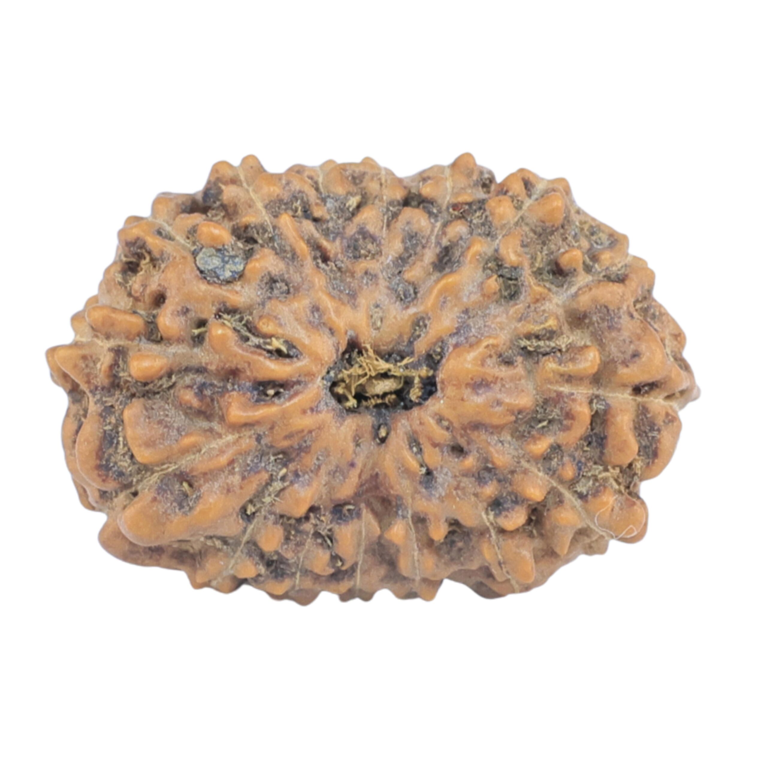 16 Mukhi Rudraksha 20.9mm 1.82gm - Rudraksha