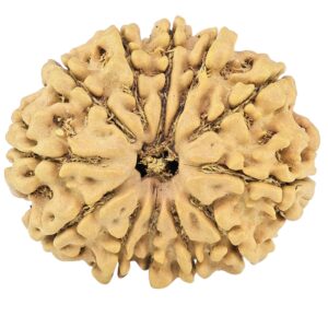12 Mukhi Rudraksha 27.7mm 4.22gm - Rudraksha
