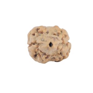 2 Mukhi Rudraksha 20.3mm 1.21gm - Rudraksha