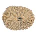 16 Mukhi Rudraksha 21.1mm 2.09gm - Rudraksha