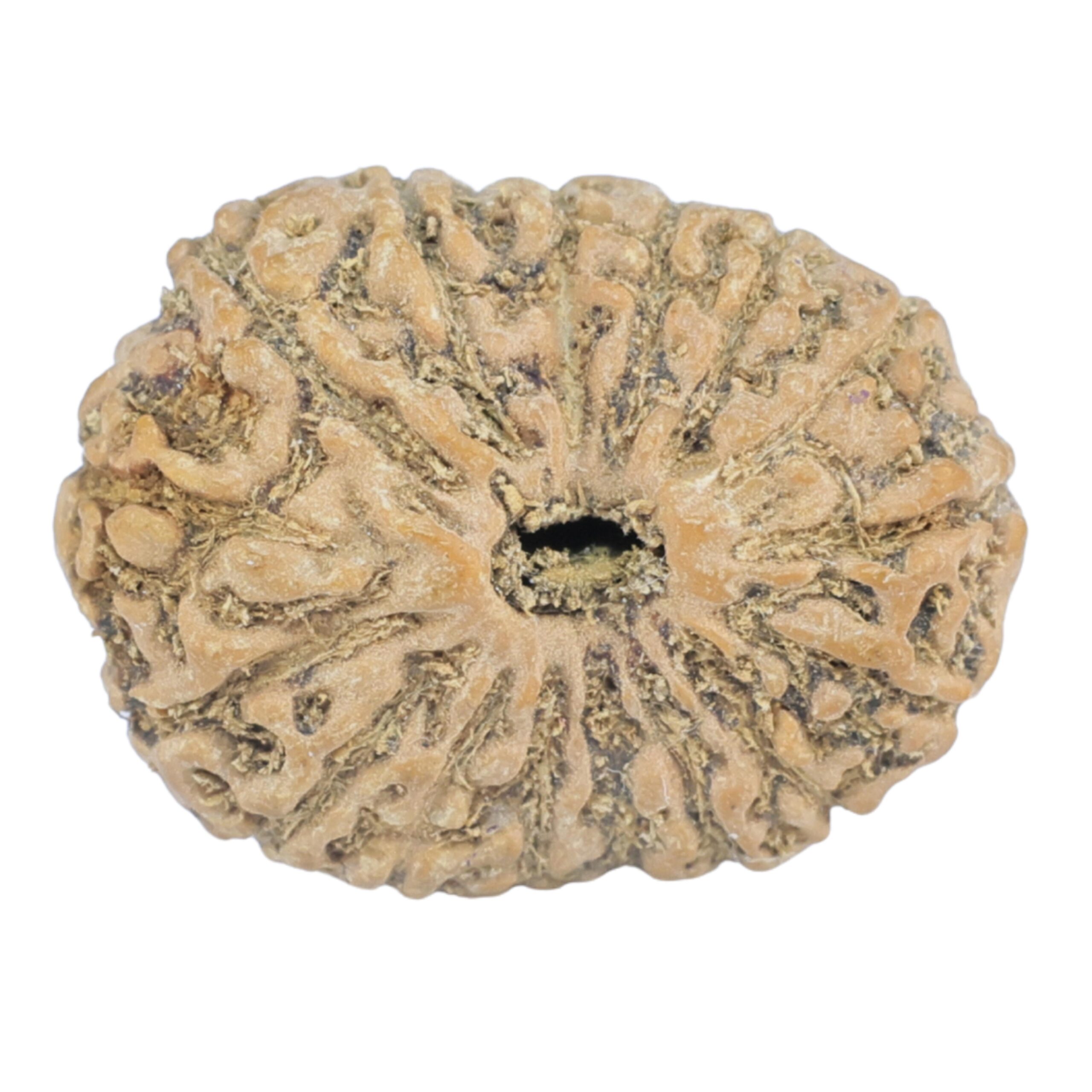 16 Mukhi Rudraksha 21.1mm 2.09gm - Rudraksha