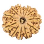 12 Mukhi Rudraksha 25.5mm 3.44gm - Origin: Nepal - Rudraksha