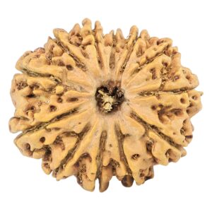 12 Mukhi Rudraksha 25.5mm 3.44gm - Origin: Nepal - Rudraksha