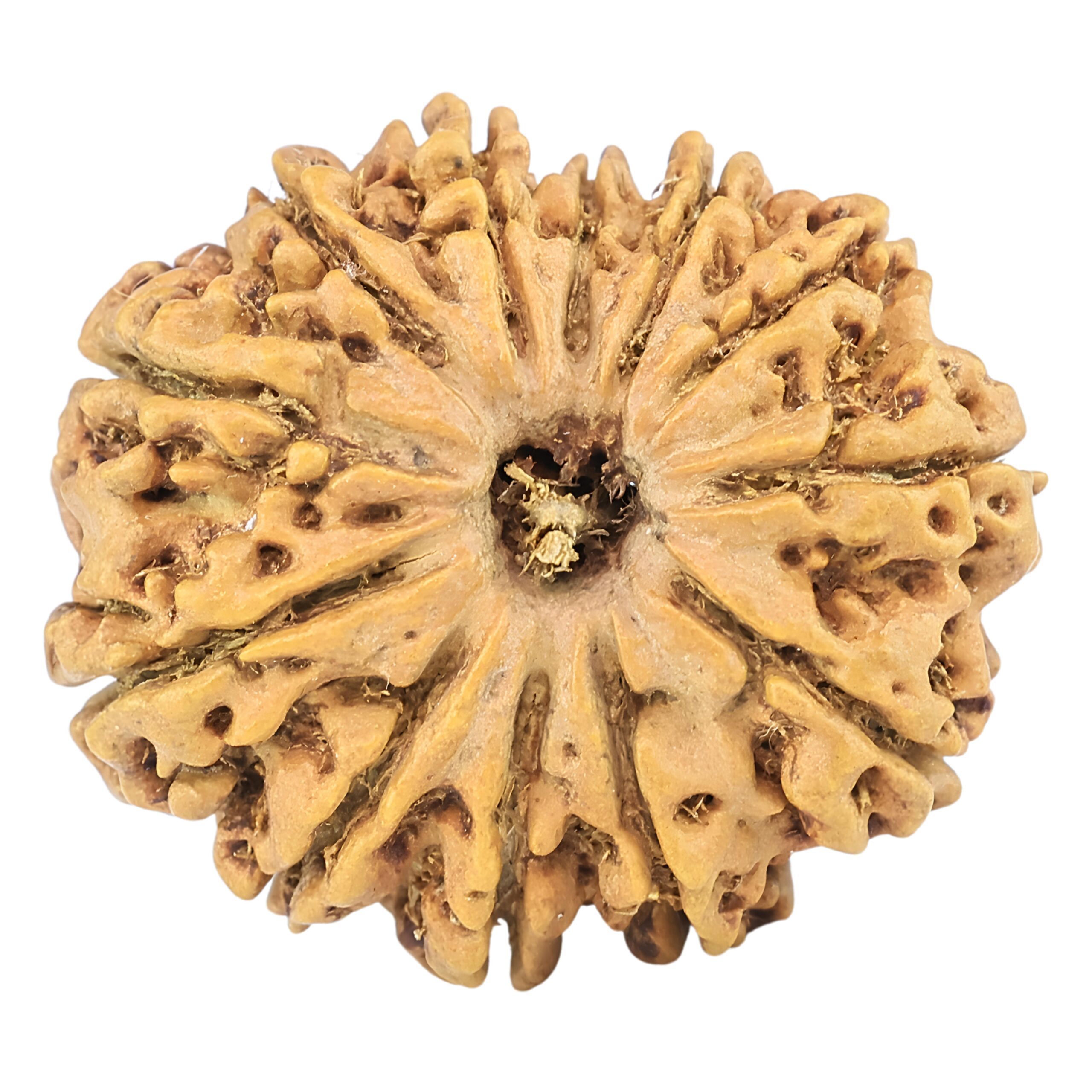 12 Mukhi Rudraksha 25.5mm 3.44gm - Origin: Nepal - Rudraksha