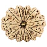 11 Mukhi Rudraksha 38.6mm 5.66gm - Rudraksha