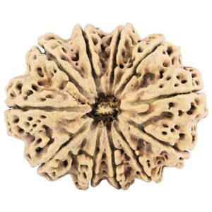 11 Mukhi Rudraksha 38.6mm 5.66gm - Rudraksha