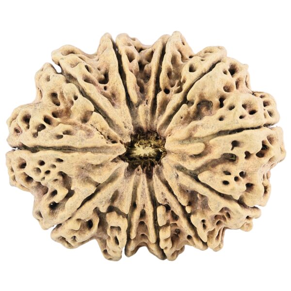 11 Mukhi Rudraksha 38.6mm 5.66gm - Rudraksha