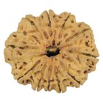 11 Mukhi Rudraksha 32mm 6.15gm - Rudraksha