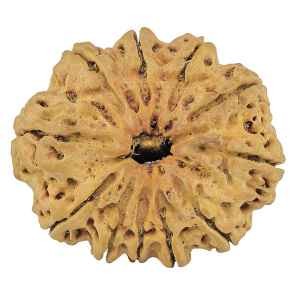 11 Mukhi Rudraksha 32mm 6.15gm - Rudraksha