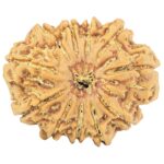 11 Mukhi Rudraksha 31.7mm 7.69gm - Rudraksha