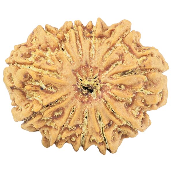 11 Mukhi Rudraksha 31.7mm 7.69gm - Rudraksha