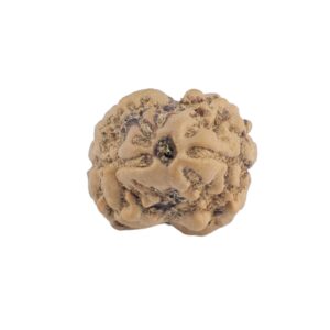 2 Mukhi Rudraksha 19.6mm 1.4gm - Rudraksha