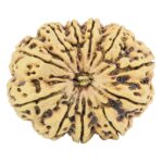 11 Mukhi Rudraksha 38.5mm 9.38gm - Rudraksha