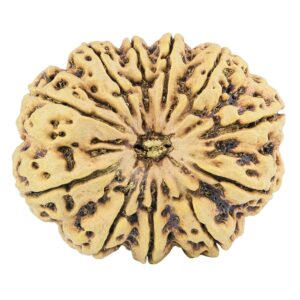 11 Mukhi Rudraksha 38.5mm 9.38gm - Rudraksha
