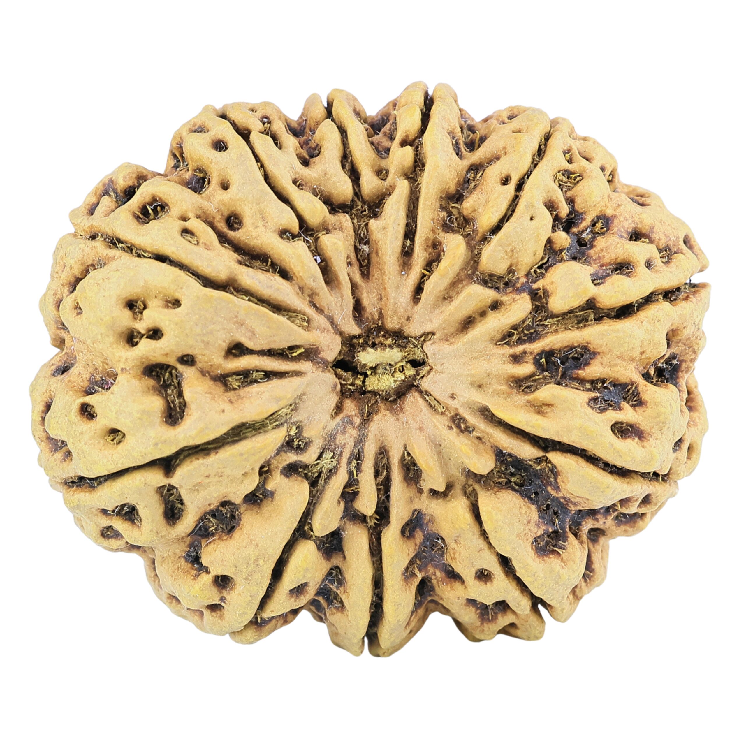 11 Mukhi Rudraksha 38.5mm 9.38gm - Rudraksha