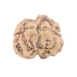 2 Mukhi Rudraksha 23.5mm 2.45gm - Rudraksha