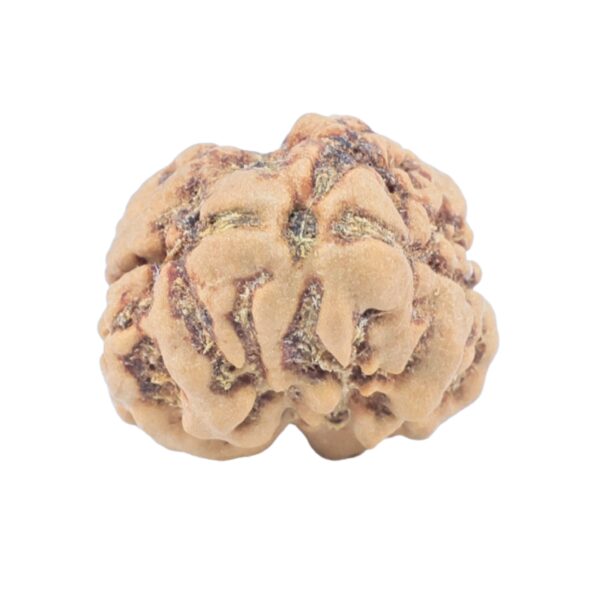 2 Mukhi Rudraksha 23.5mm 2.45gm - Rudraksha