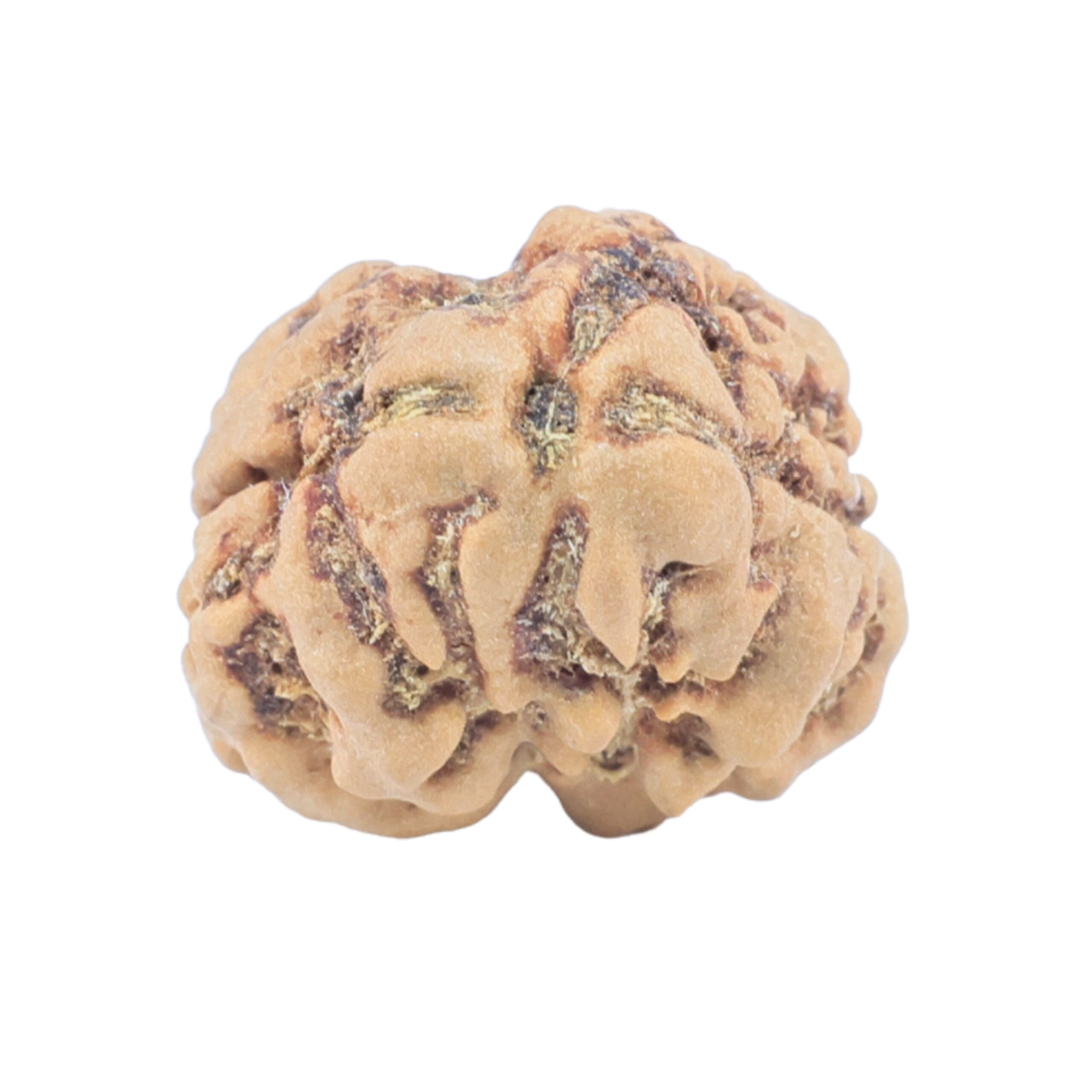 2 Mukhi Rudraksha 23.5mm 2.45gm - Rudraksha