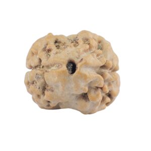 2 Mukhi Rudraksha 21mm 2.07gm - Rudraksha