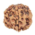 1MK(Underdeveloped) 22.3mm 3.89gm - Rudraksha