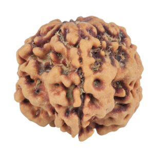 1MK(Underdeveloped) 22.3mm 3.89gm - Rudraksha