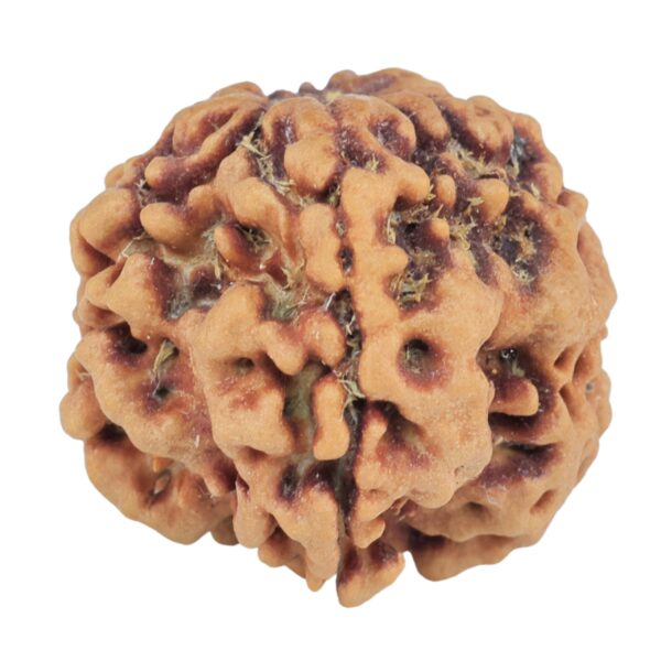 1MK(Underdeveloped) 22.3mm 3.89gm - Rudraksha