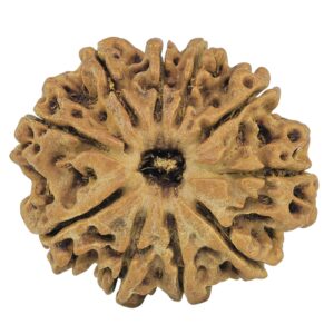10 Mukhi Rudraksha 28.2mm 3.92gm - Rudraksha