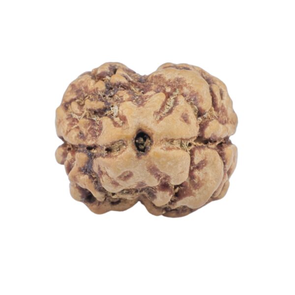 2 Mukhi Rudraksha 22.9mm 2gm - Rudraksha