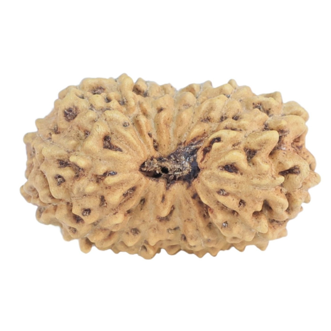 17 Mukhi Rudraksha 16.5mm 0.92gm - Rudraksha