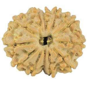 12 Mukhi Rudraksha 22.7mm 3gm - Rudraksha