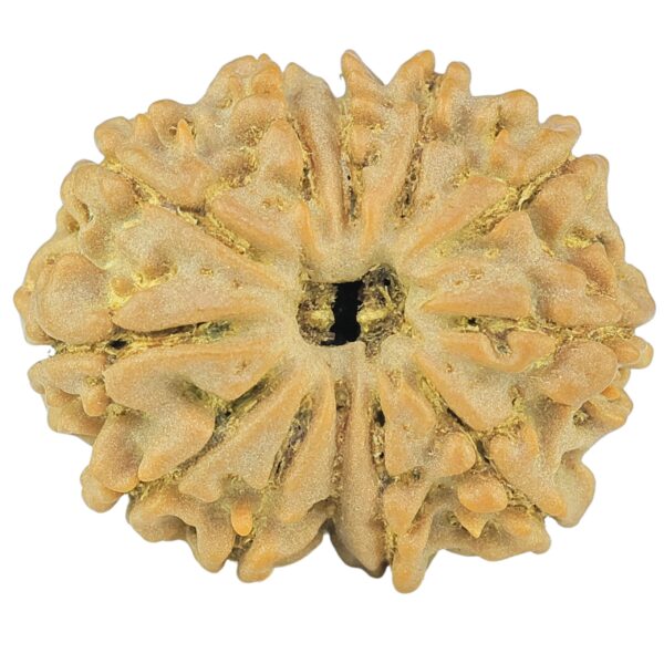 12 Mukhi Rudraksha 22.7mm 3gm - Rudraksha