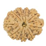 10 Mukhi Rudraksha 26.6mm 4.53gm - Rudraksha