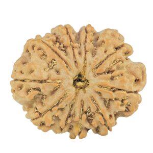 10 Mukhi Rudraksha 26.6mm 4.53gm - Rudraksha