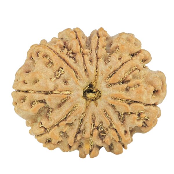 10 Mukhi Rudraksha 26.6mm 4.53gm - Rudraksha
