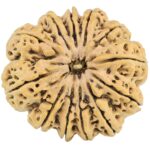 12 Mukhi Rudraksha 34.7mm 9.13gm - Rudraksha