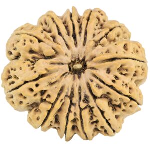 12 Mukhi Rudraksha 34.7mm 9.13gm - Rudraksha