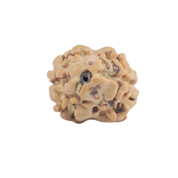 2 Mukhi Rudraksha 17.1mm 1.08gm - Rudraksha