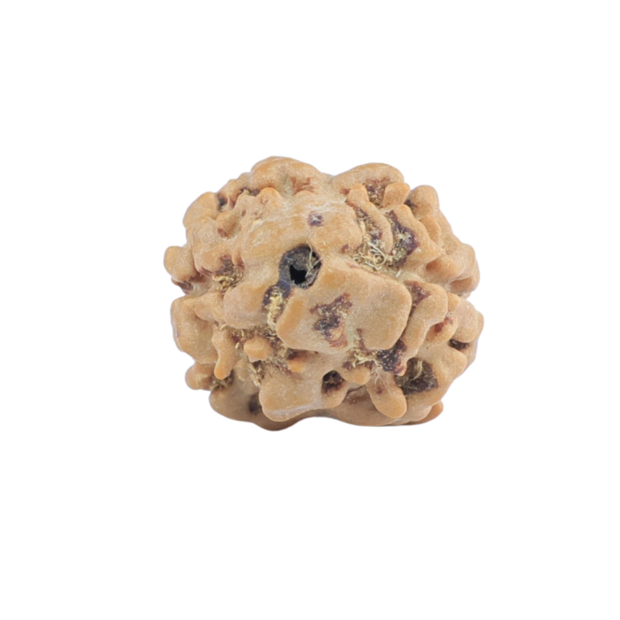 2 Mukhi Rudraksha 17.1mm 1.08gm - Rudraksha