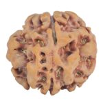 1MK(Underdeveloped) 23.2mm 4.16gm - Rudraksha