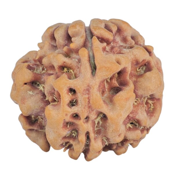 1MK(Underdeveloped) 23.2mm 4.16gm - Rudraksha