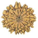 12 Mukhi Rudraksha 22.6mm 2.69gm - Rudraksha