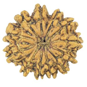 12 Mukhi Rudraksha 22.6mm 2.69gm - Rudraksha