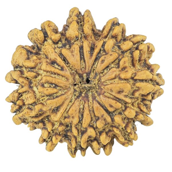 12 Mukhi Rudraksha 22.6mm 2.69gm - Rudraksha