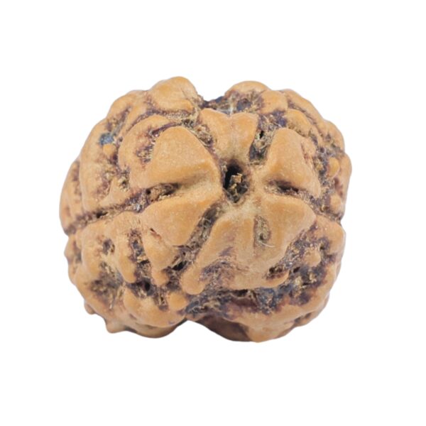 2 Mukhi Rudraksha 23.8mm 2.84gm - Rudraksha