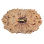 16 Mukhi Rudraksha 22.4mm 2.07gm - Rudraksha