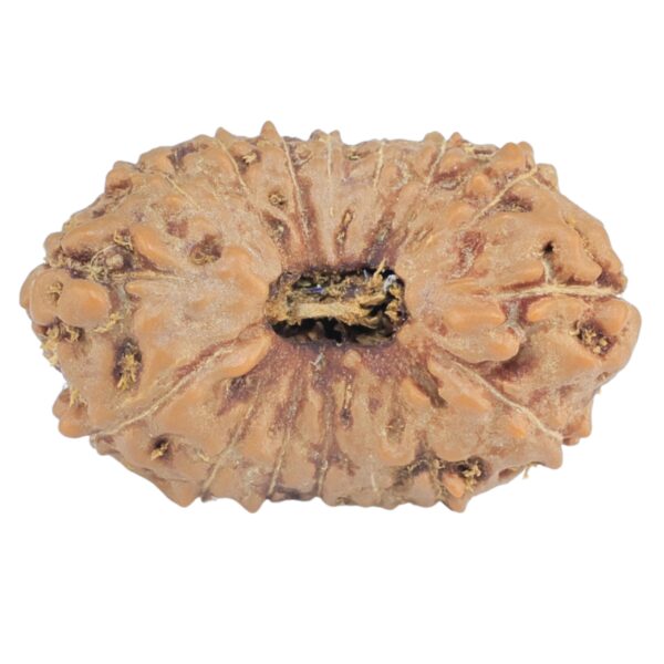 16 Mukhi Rudraksha 22.4mm 2.07gm - Rudraksha